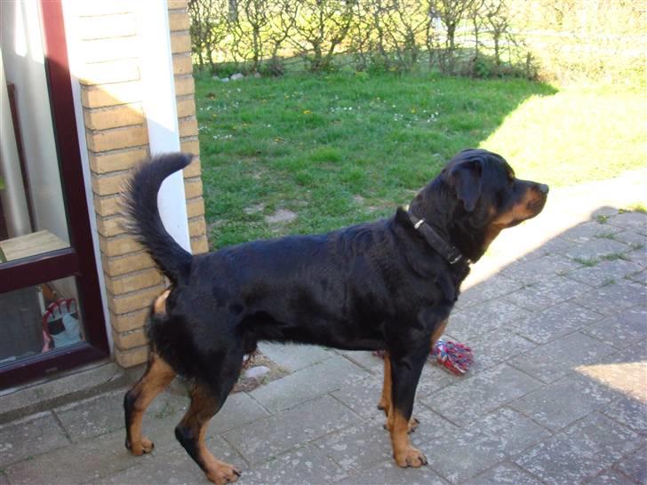 Rottweiler Jacko  *solgt* - nyt nyt billede 7