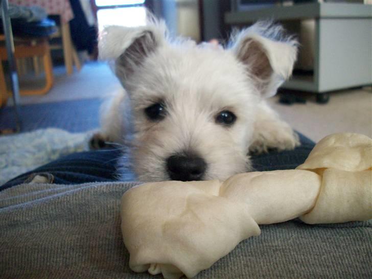 West highland white terrier TIGI - Det MIT kødben ! billede 12