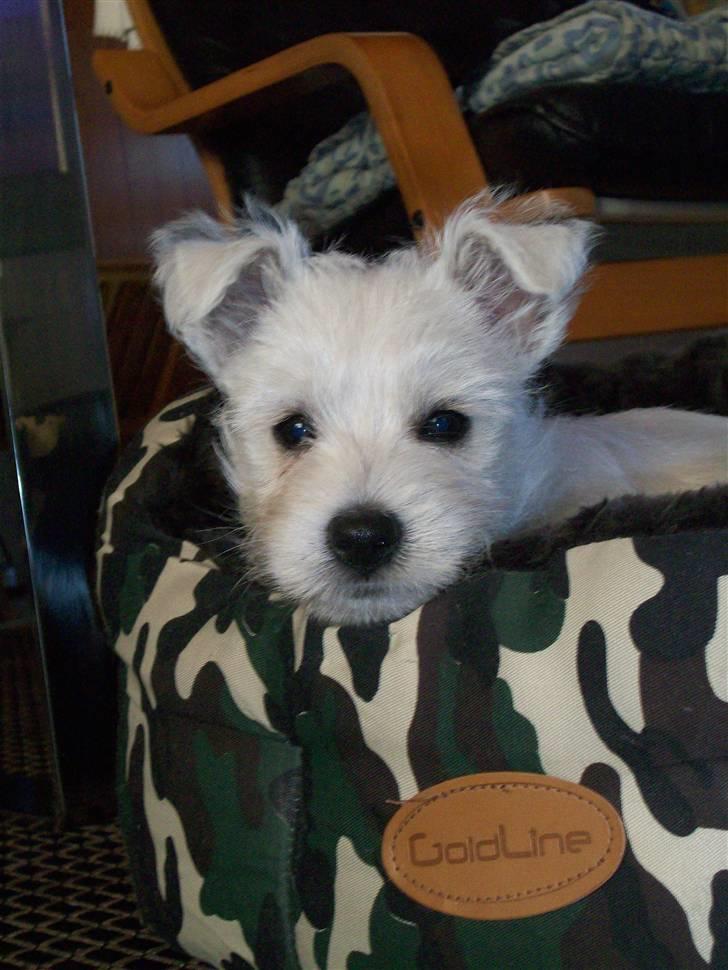 West highland white terrier TIGI - Ligger lige i sin kurv.. billede 13