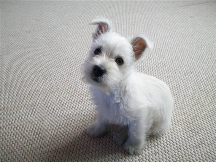 West highland white terrier TIGI - Se hvor fint jeg sidder ... billede 14