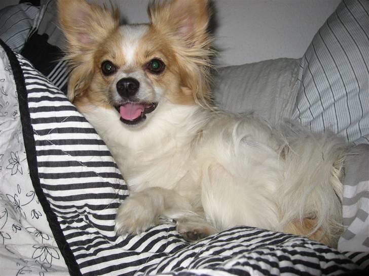 Papillon tøsen - Tøsen er bare en dejlig hund :_D billede 1