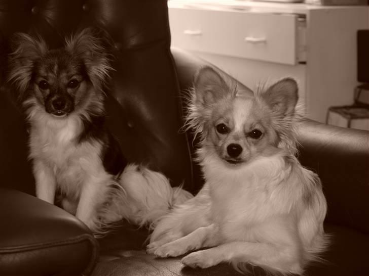 Papillon tøsen - Så får vi lige en lille lur på sofaen . billede 2