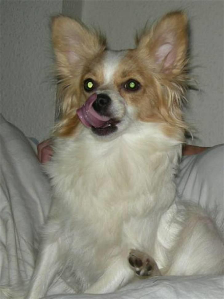 Papillon tøsen - jeg elsker at bide i plastik skåle  billede 5