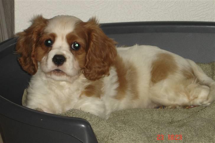 Cavalier king charles spaniel Greenland´s Esmeralda - Velkommen til Milles profil:) Læg gerne en kommentar og bedømmelse:) billede 1