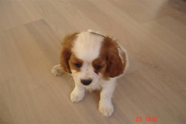 Cavalier king charles spaniel Greenland´s Esmeralda billede 2