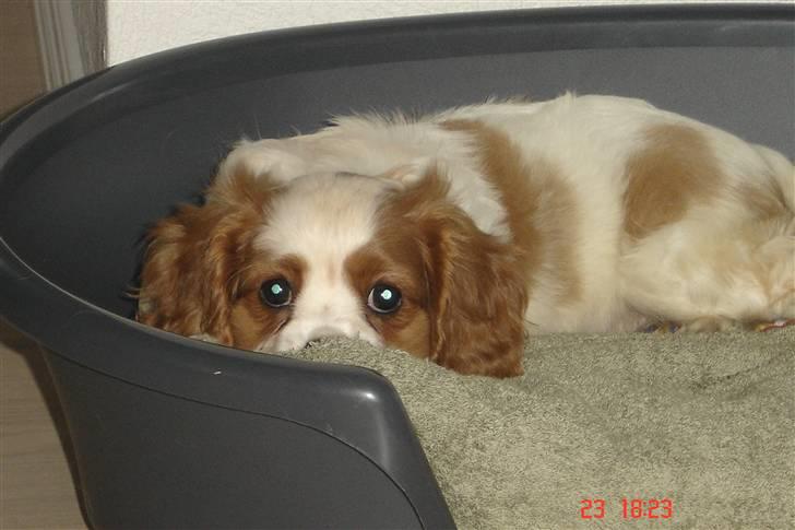 Cavalier king charles spaniel Greenland´s Esmeralda billede 3