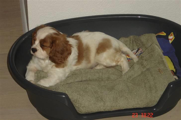 Cavalier king charles spaniel Greenland´s Esmeralda - Dagen vi fik hende hjem:) billede 4