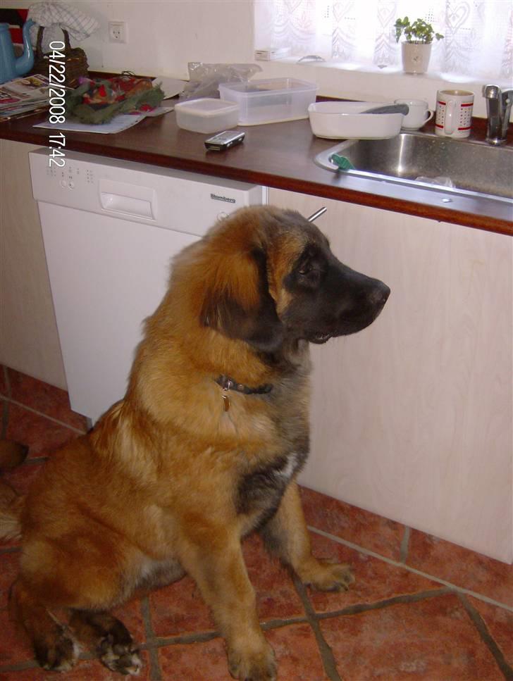 Leonberger Star of Regulus Red Skin - Amos der tigger billede 10