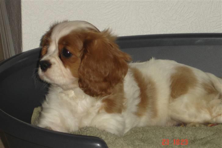 Cavalier king charles spaniel Greenland´s Esmeralda billede 5