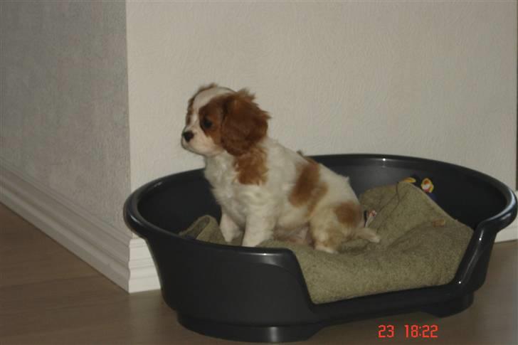 Cavalier king charles spaniel Greenland´s Esmeralda billede 6