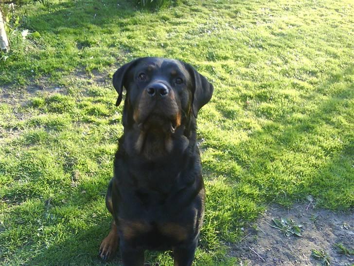Rottweiler Kia billede 18