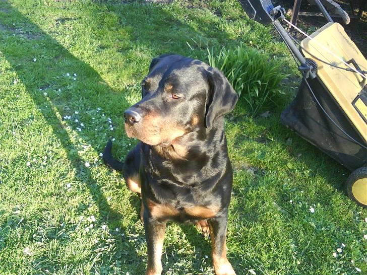 Rottweiler Kia billede 19