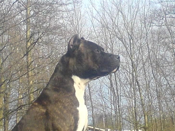 Amerikansk staffordshire terrier Cezar  - Gæt 3 gange hvem der ejer skoven ??? billede 19