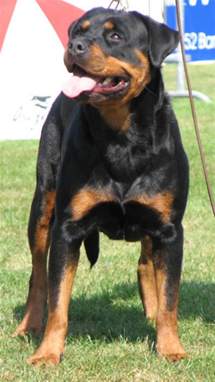 Rottweiler Cue Fiona billede 20