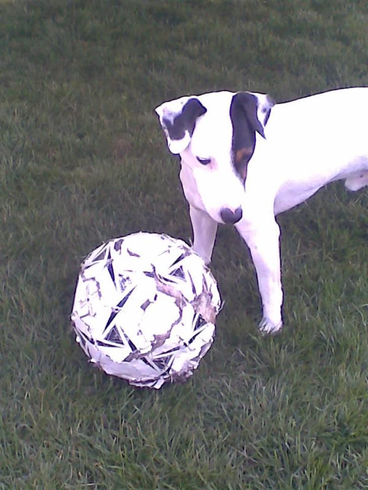 Jack russell terrier Felix billede 17