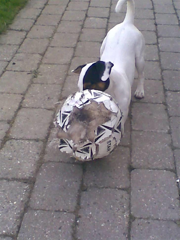 Jack russell terrier Felix - Spille bold kan vi også :b billede 18