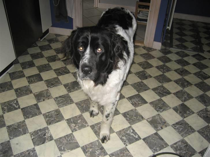 Blanding af racer Uba - "Ser jeg måske ud til at gide det der med billeder lige nu ?" billede 1