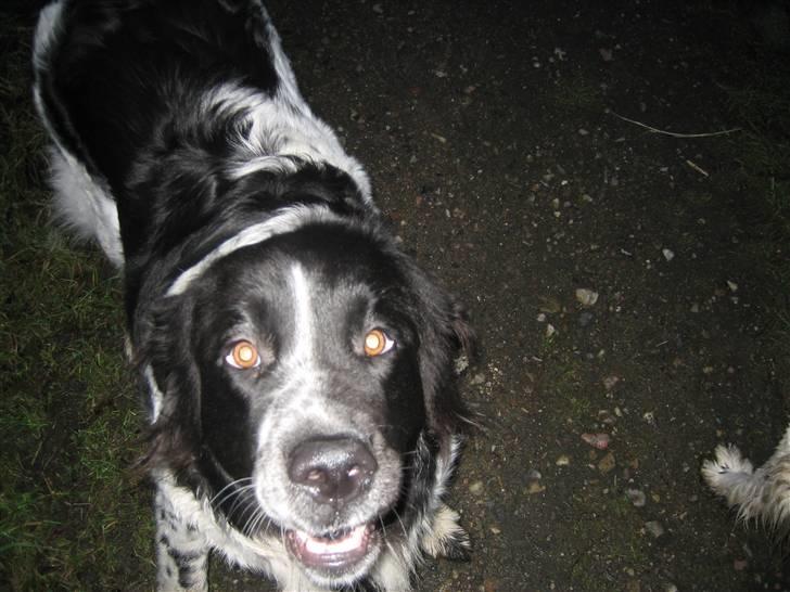 Blanding af racer Uba - "Jeg vil altså gerne ha noget opmærksomhed, nu!" billede 2