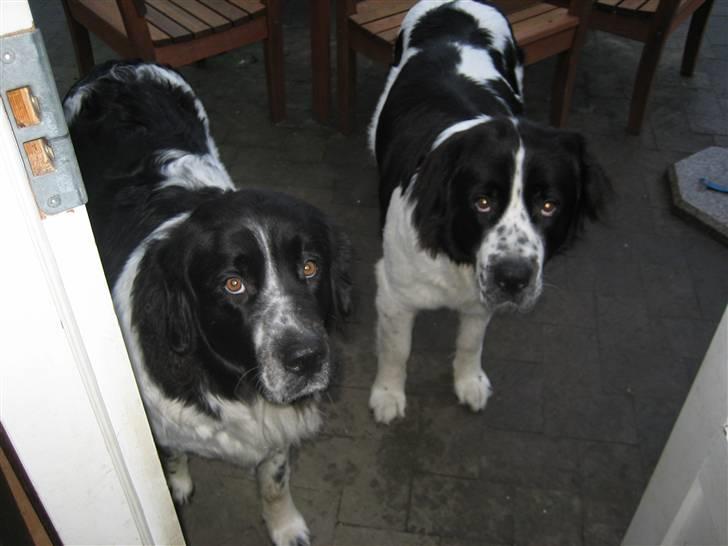 Blanding af racer Uba - "Synes du også vi ser uskyldige ud mor?" billede 3