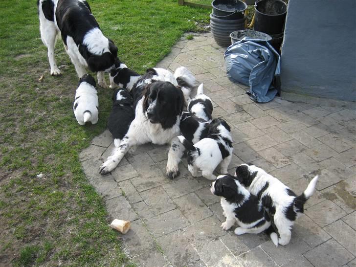 Blanding af racer Uba - "Åh..hvor jeg bare elsker at være midtpunkt :o) " billede 4