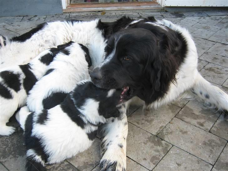 Blanding af racer Uba - "Uanset hvor meget du prøver så har jeg altså slugt den frikadelle" billede 6
