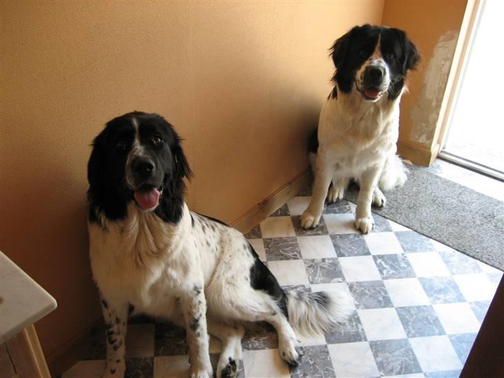 Blanding af racer Uba - "Så sidder vi da bare lige her og smiler til dig :o)" billede 7