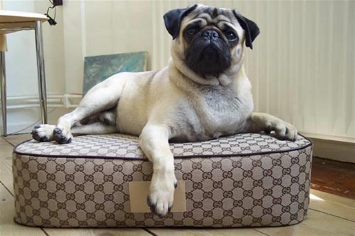 Mops Chico  billede 1