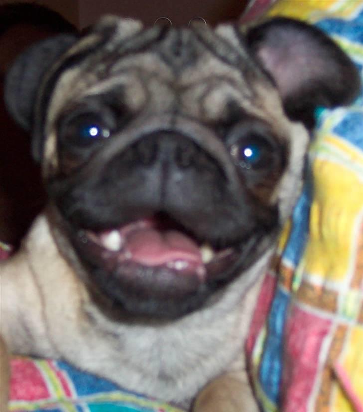 Mops Chico  billede 2