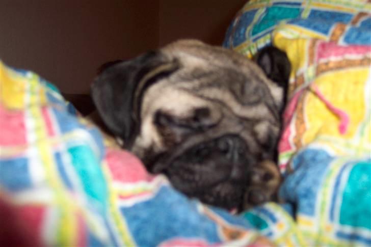 Mops Chico  billede 3