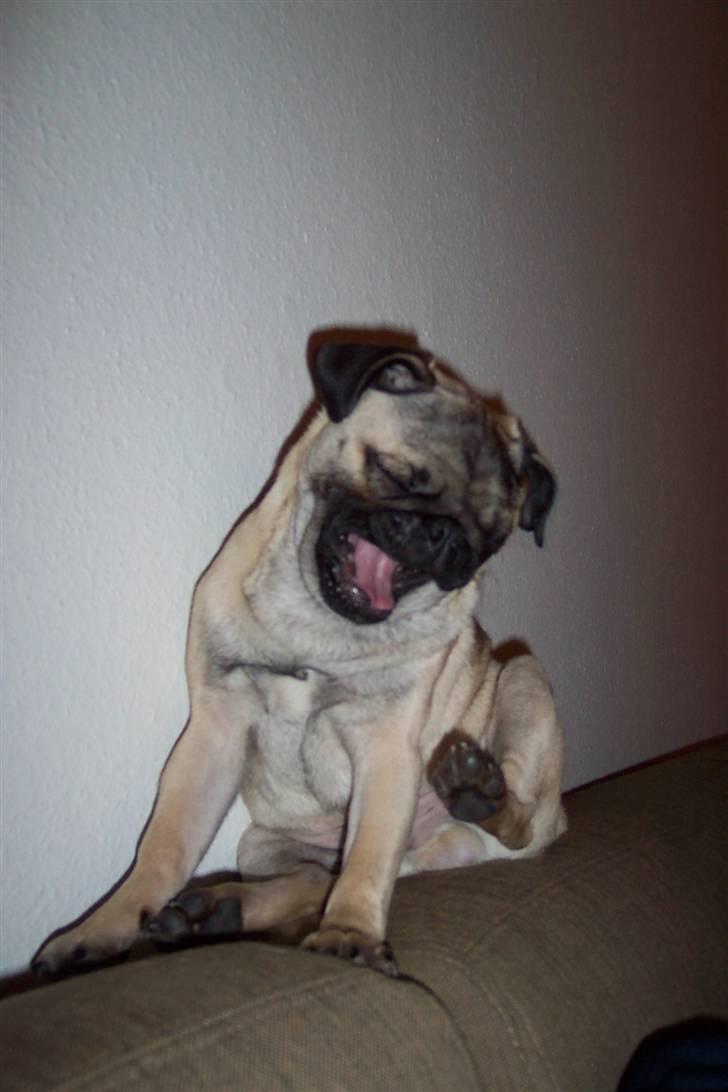 Mops Chico  billede 5