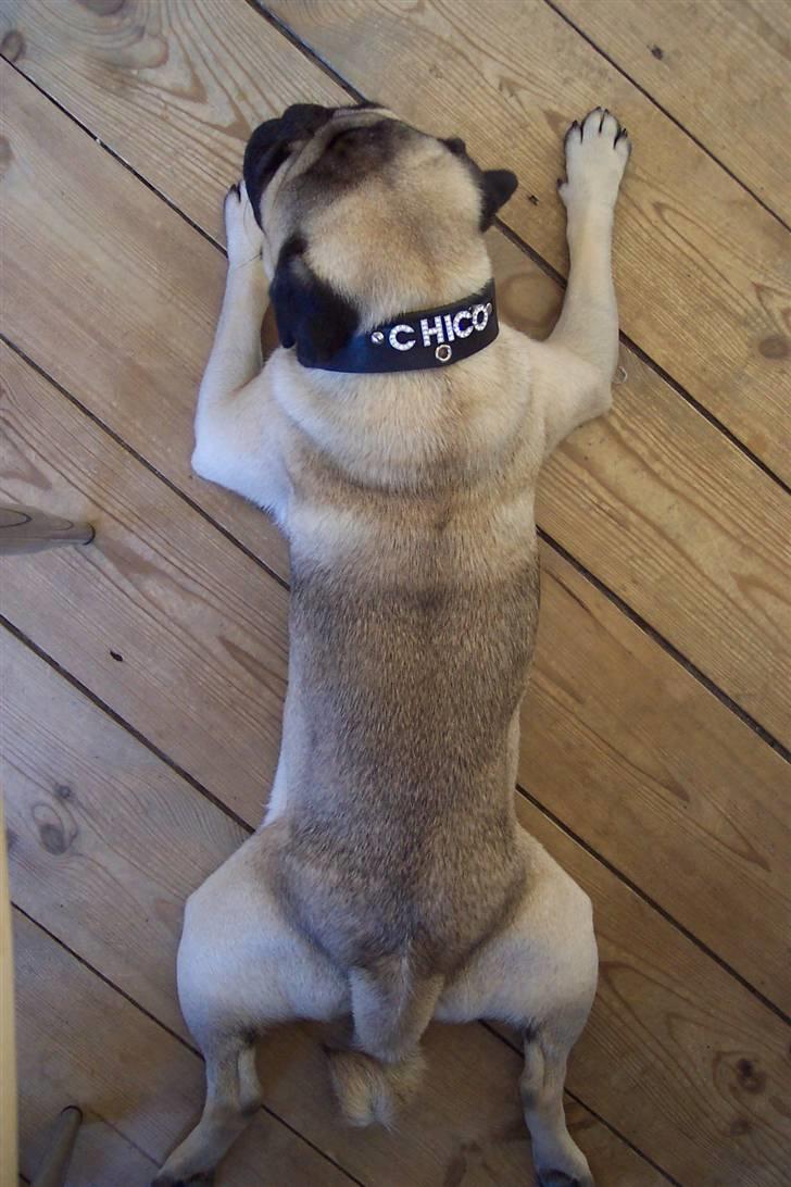 Mops Chico  billede 6