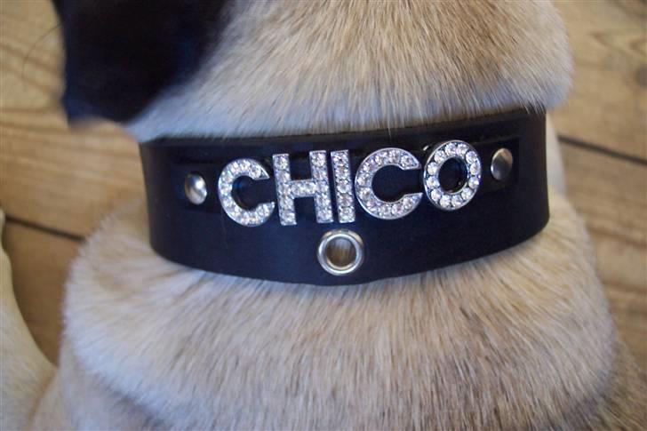 Mops Chico  billede 7