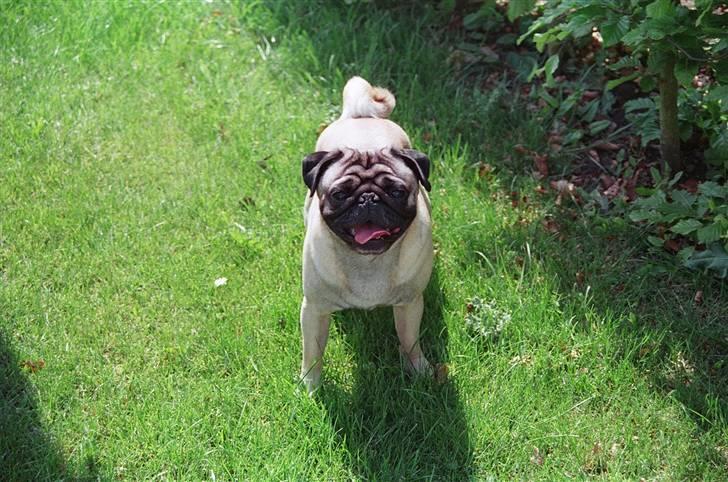 Mops Chico  billede 8