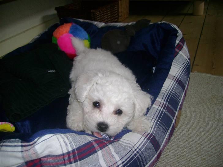 Bichon à poil frisé Lucy stars White Nimbus - en lille livsnyder. billede 14