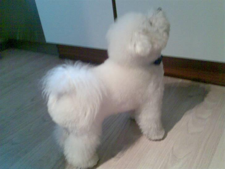 Bichon à poil frisé Lucy stars White Nimbus - også fin bagfra. billede 15