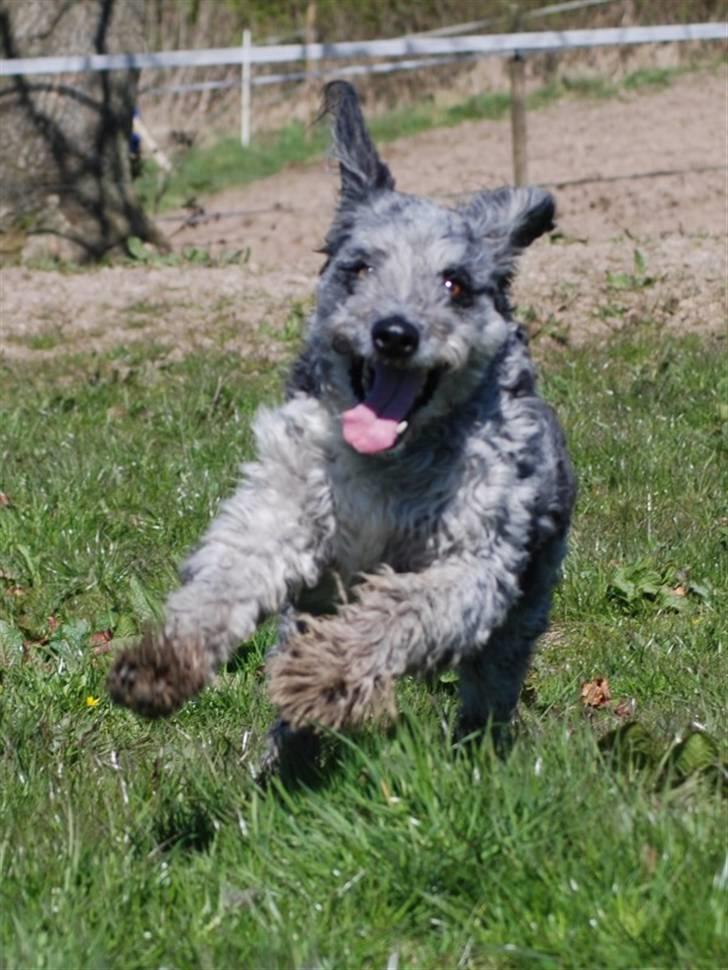 Blanding af racer CISCO billede 17