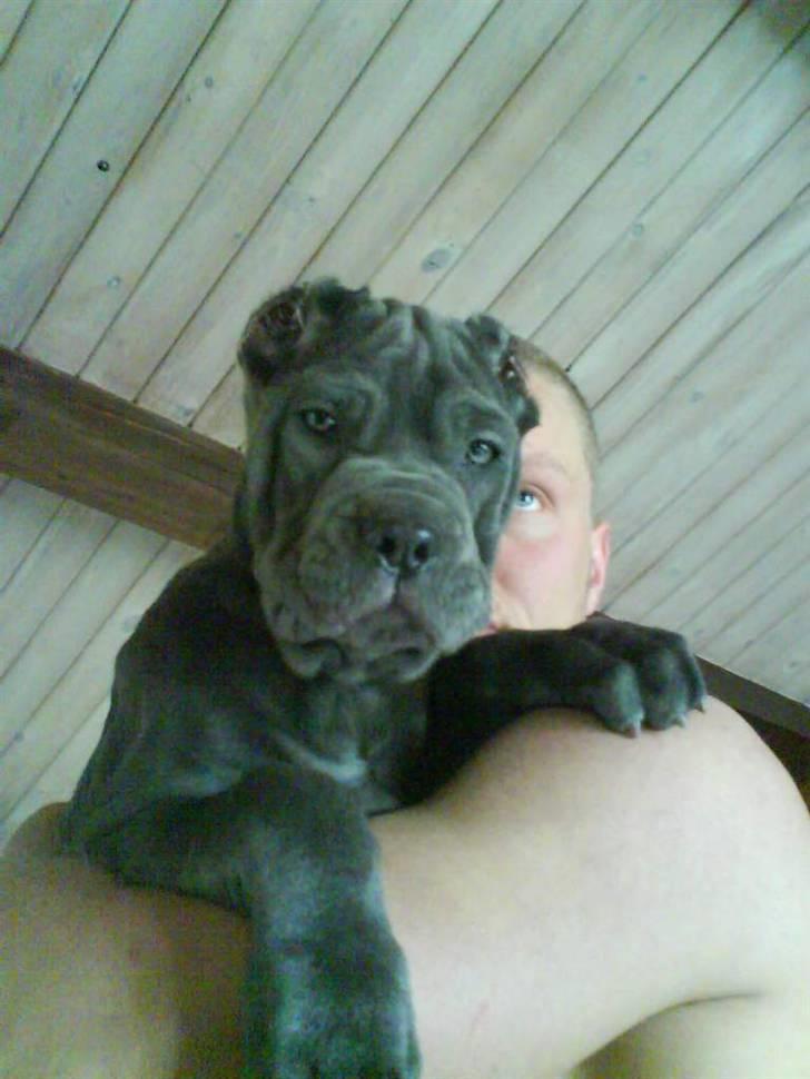 Mastino napoletano Lillefod / Lifo - i armene på far:) billede 2