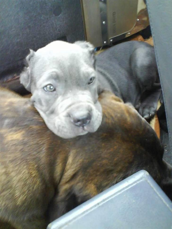 Mastino napoletano Lillefod / Lifo billede 3