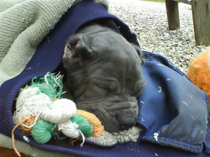 Mastino napoletano Lillefod / Lifo - Der slet ingen der ved hvor hårdt det rent fakkertalt er a være hvalp nu tildags;) billede 4