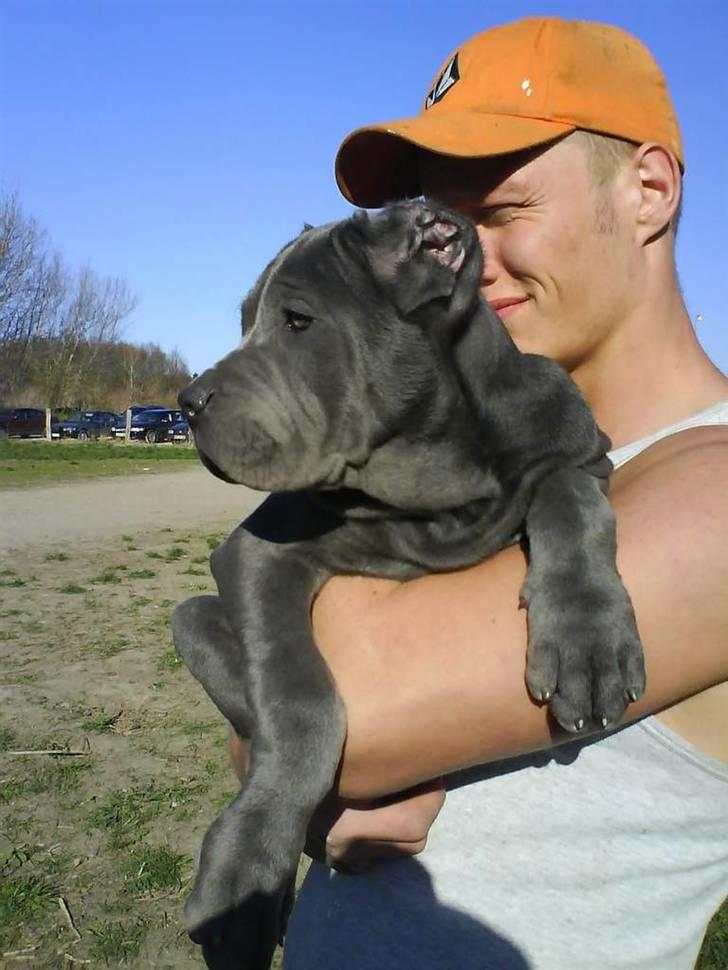 Mastino napoletano Lillefod / Lifo billede 5