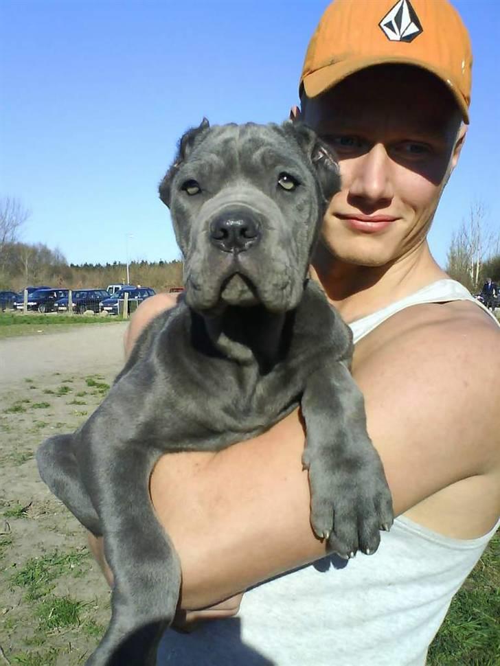 Mastino napoletano Lillefod / Lifo billede 6