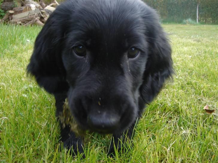 Flat coated retriever Herbert billede 1