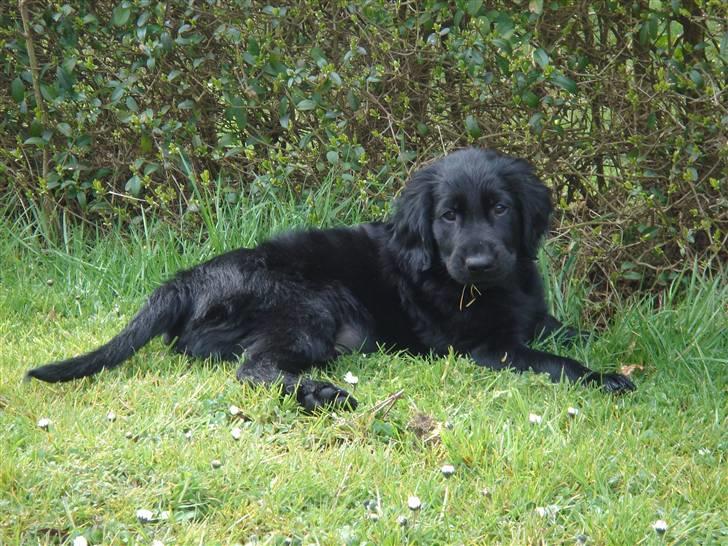 Flat coated retriever Herbert billede 3