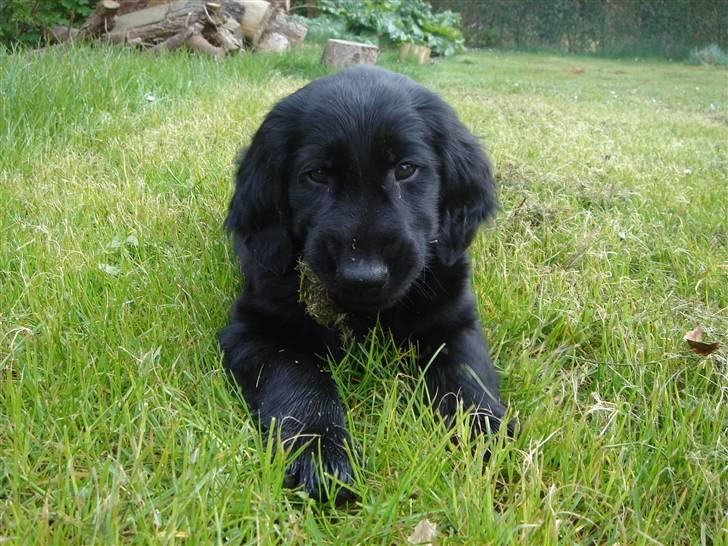 Flat coated retriever Herbert billede 4