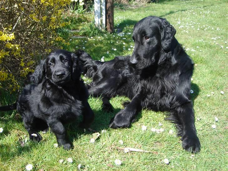 Flat coated retriever Herbert billede 5