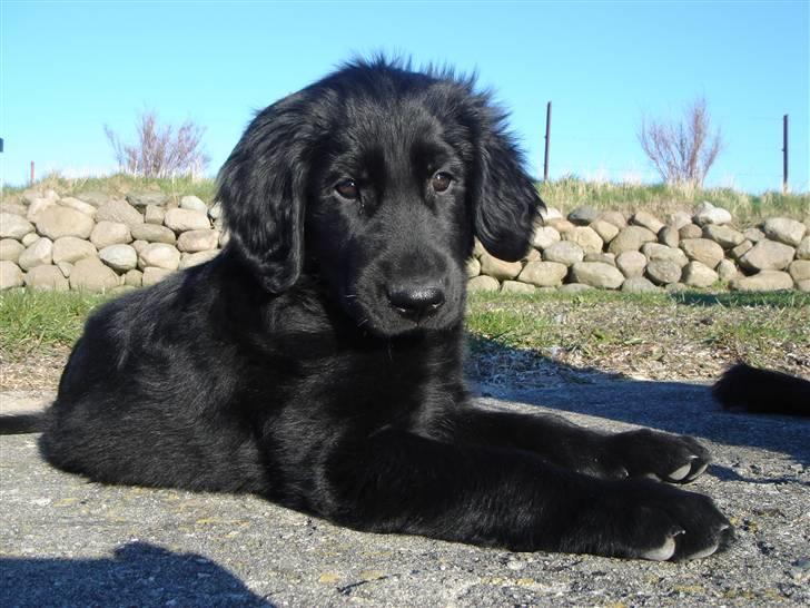Flat coated retriever Herbert billede 6