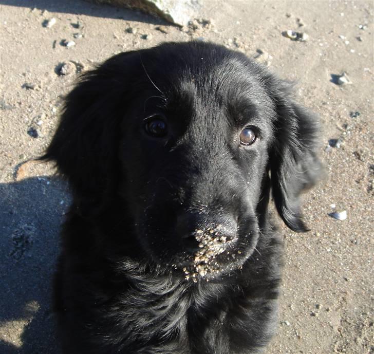 Flat coated retriever Herbert billede 7