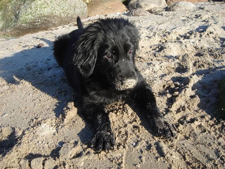 Flat coated retriever Herbert billede 8