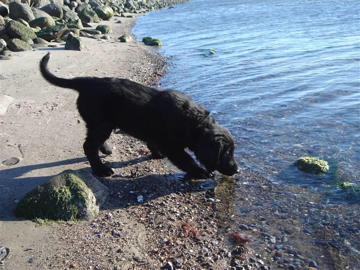 Flat coated retriever Herbert billede 9