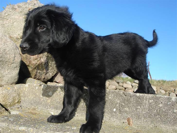Flat coated retriever Herbert billede 10